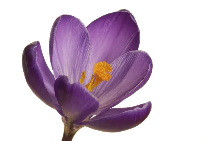 Framed Print : Spring crocus (Crocus vernus hyb.) Framed Print : Spring crocus (Crocus vernus hyb.)