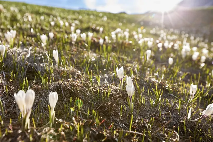 Framed Print : Spring crocus (Crocus vernus), Oetztal Framed Print : Spring crocus (Crocus vernus), Oetztal