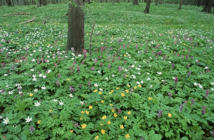 Framed Print : Spring flowers on forest ground