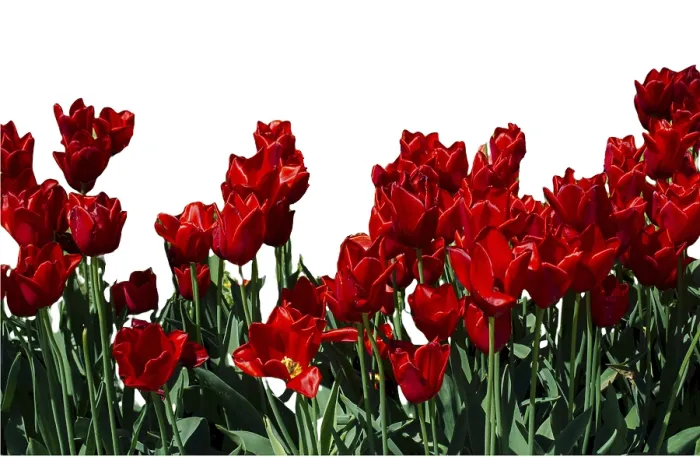 Framed Print : Spring flowers tulips isolated on white background Framed Print : Spring flowers tulips isolated on white background