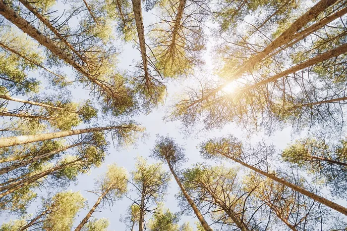 Framed Print : Spring forest background, pine trees in blue sunny sky