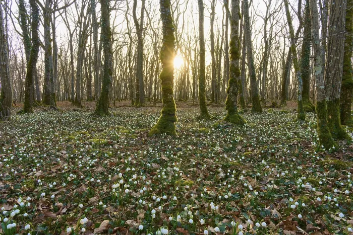 Framed Print : Spring forest with blooming spring snowflakes (Leucojum vernum) Framed Print : Spring forest with blooming spring snowflakes (Leucojum vernum)
