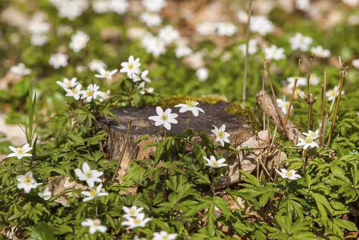 Framed Print : Spring in the forest flowering anemone carpet Framed Print : Spring in the forest flowering anemone carpet