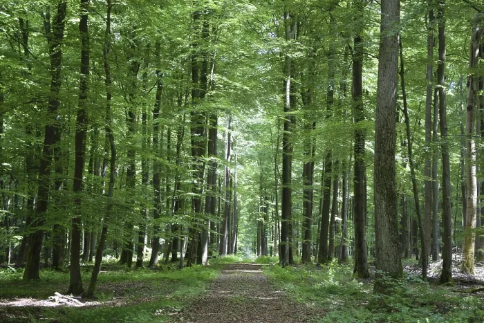 Framed Print : Spring forest, forest, nature, beech Framed Print : Spring forest, forest, nature, beech