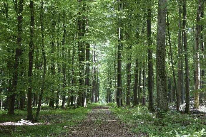 Framed Print : Spring forest, forest, nature, beech Framed Print : Spring forest, forest, nature, beech