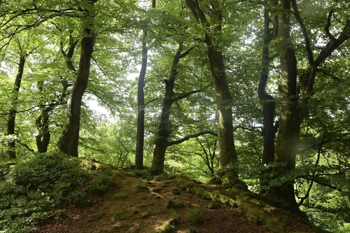 Framed Print : Spring forest, forest, nature, beech Framed Print : Spring forest, forest, nature, beech