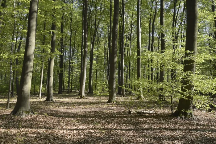 Framed Print : Spring forest, forest, nature, beech