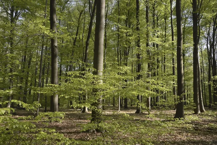 Framed Print : Spring forest, forest, nature, beech