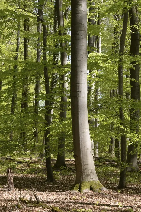 Framed Print : Spring forest, forest, nature, beech