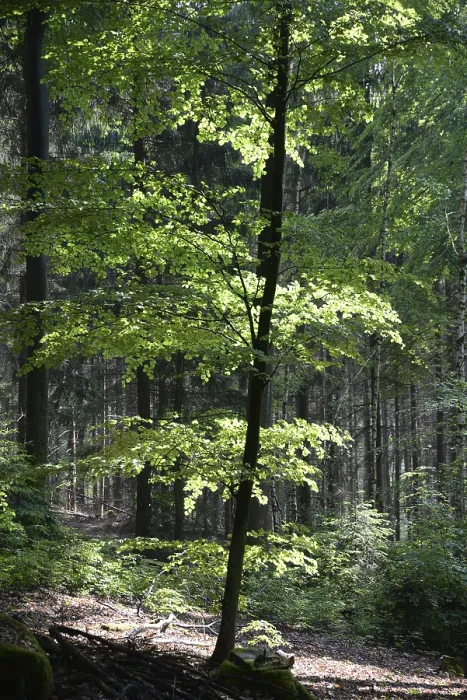 Framed Print : Spring forest, forest, nature, beech