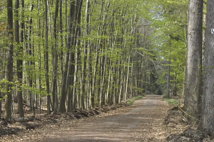 Framed Print : Spring forest, forest, path, forest path