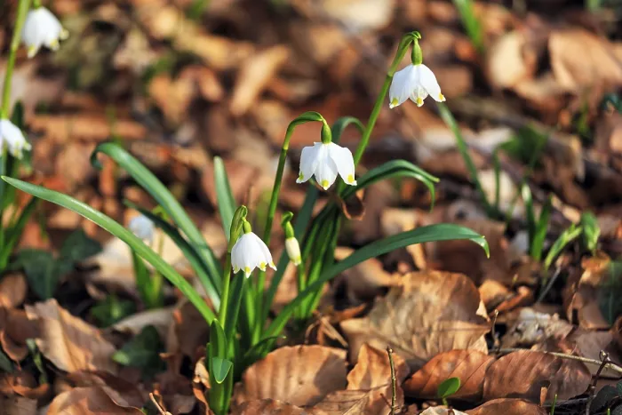 Framed Print : Spring knot flower (Leucojum vernum)