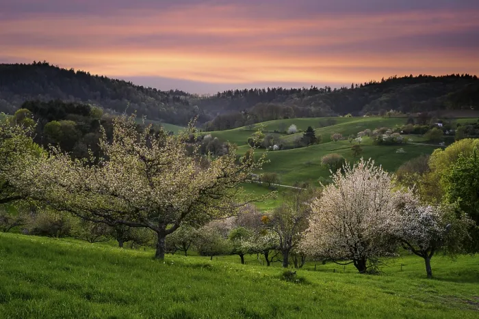 Framed Print : Spring landscape with meadows, hills and blossoming fruit trees
