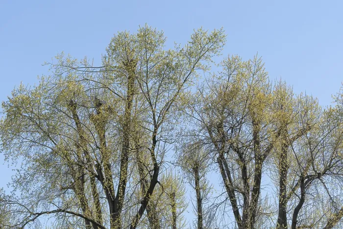 Framed Print : Spring-like treetops with young shoots Framed Print : Spring-like treetops with young shoots