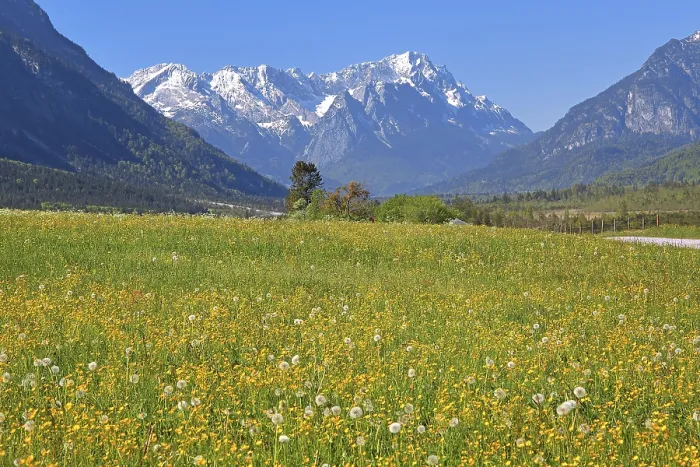 Framed Print : Spring meadow against the Zugspitze massif in the Wetterstein Mountains Framed Print : Spring meadow against the Zugspitze massif in the Wetterstein Mountains