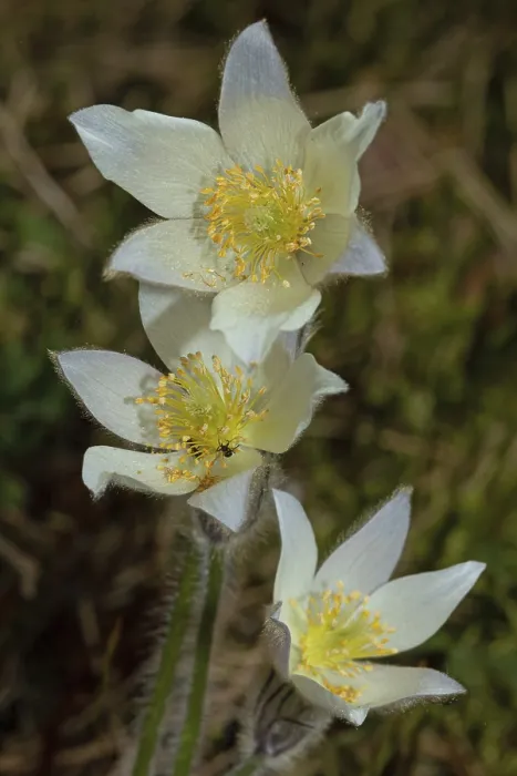 Framed Print : Spring pasque flower three open white flowers on top of each other Framed Print : Spring pasque flower three open white flowers on top of each other