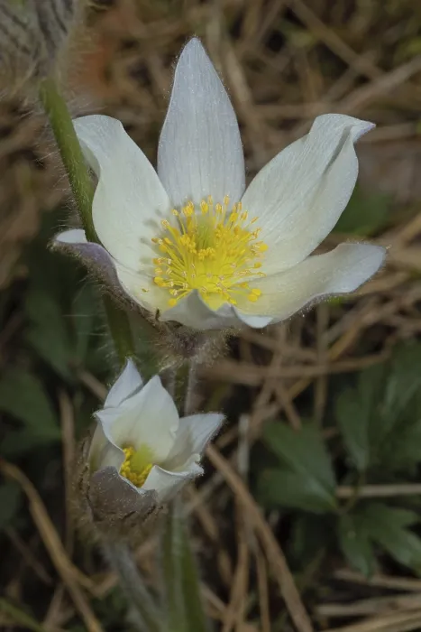 Framed Print : Spring pasque flower two open white flowers on top of each other