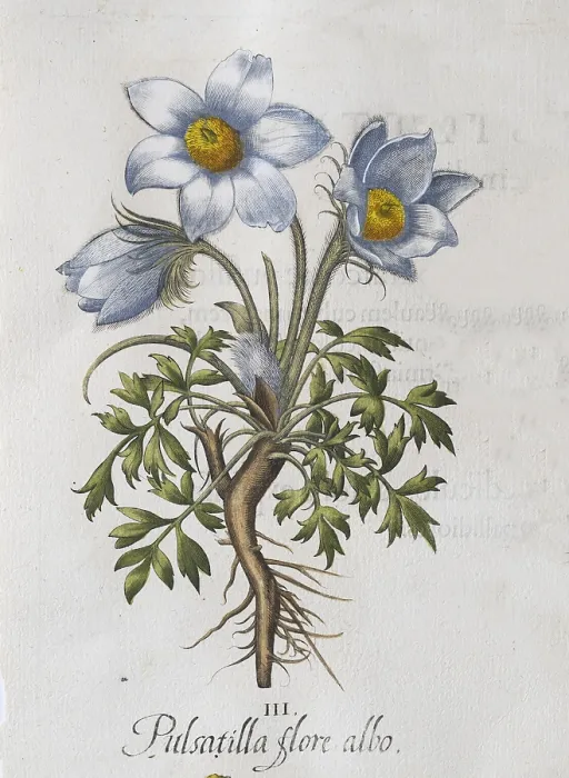 Framed Print : Spring pasque flower (Pulsatilla vernalis) Framed Print : Spring pasque flower (Pulsatilla vernalis)