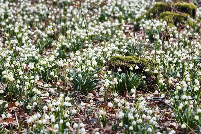 Framed Print : Spring snowflake (Leucojum vernum)