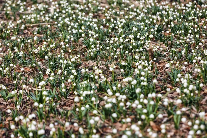 Framed Print : Spring snowflake (Leucojum vernum) Framed Print : Spring snowflake (Leucojum vernum)