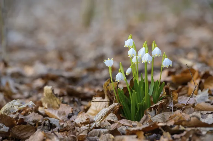 Framed Print : Spring snowflake (Leucojum vernum) in a beech forest Framed Print : Spring snowflake (Leucojum vernum) in a beech forest