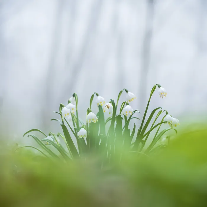 Framed Print : Spring snowflake (Leucojum vernum) blooming in a misty forest Framed Print : Spring snowflake (Leucojum vernum) blooming in a misty forest