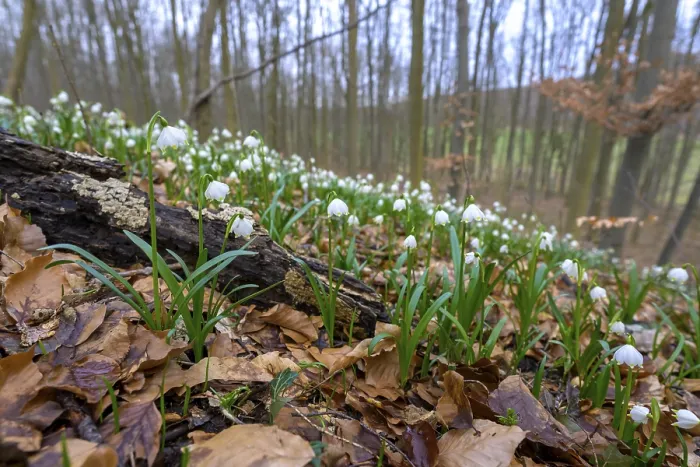 Framed Print : Spring snowflake (Leucojum vernum) on the forest floor with old leaves and trees