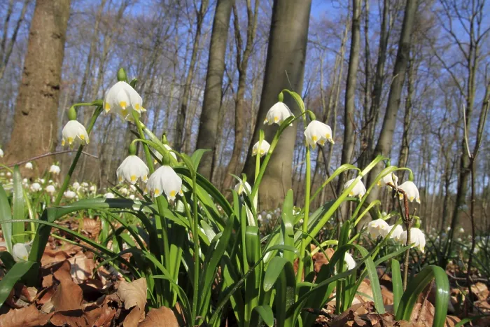 Framed Print : Spring Snowflakes (Leucojum vernum) Framed Print : Spring Snowflakes (Leucojum vernum)