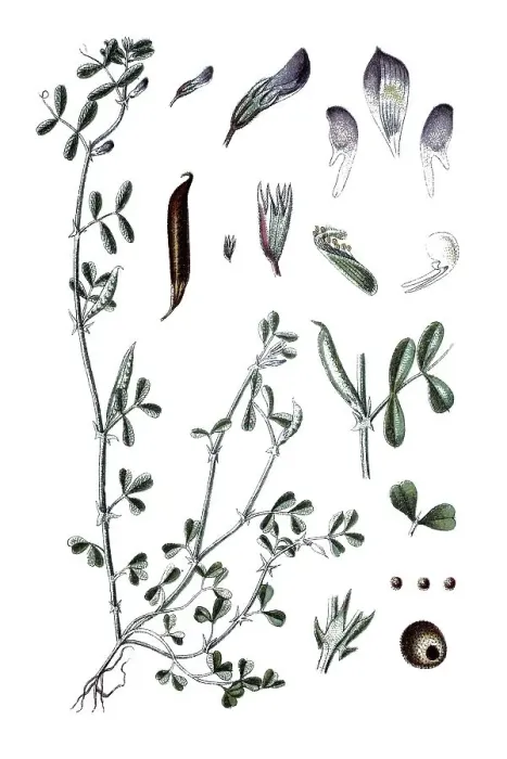 Framed Print : Spring vetch (Vicia lathyroides)