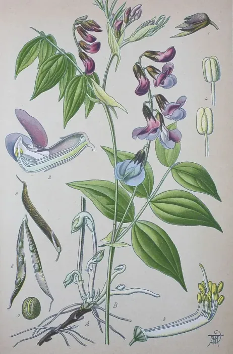 Framed Print : Spring vetchling (Lathyrus vernus)