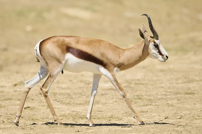 Framed Print : Springbok (Antidorcas marsupialis)