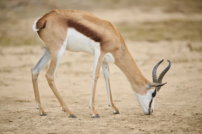 Framed Print : Springbok (Antidorcas marsupialis) in the dessert