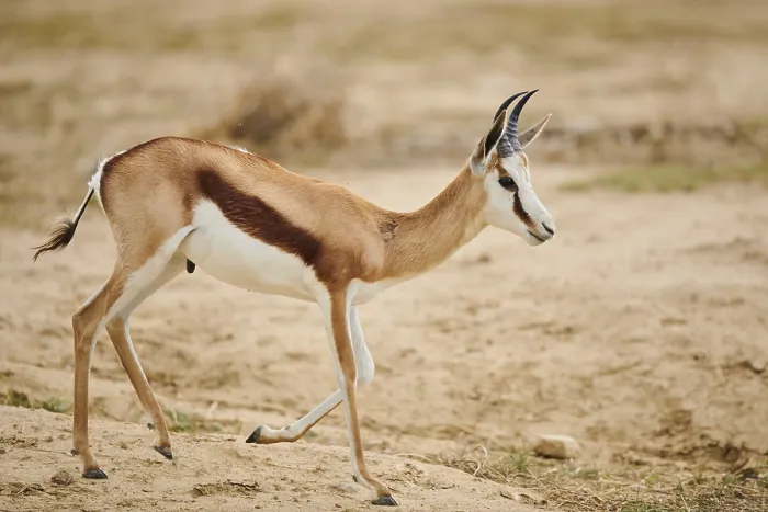 Framed Print : Springbok (Antidorcas marsupialis) in the dessert