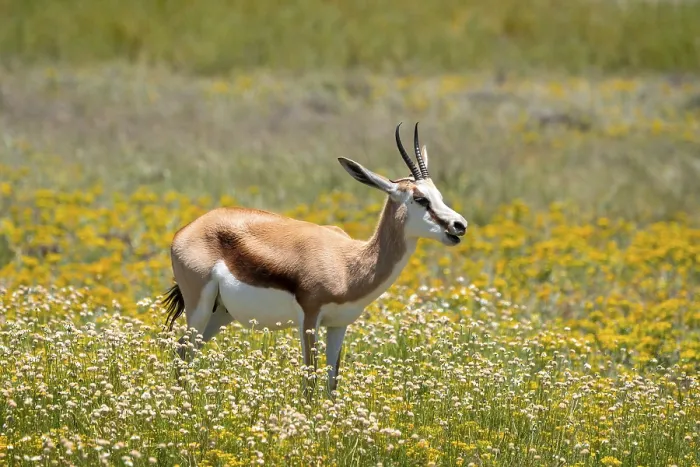 Framed Print : Springbok (Antidorcas marsupialis) in a flower meadow Framed Print : Springbok (Antidorcas marsupialis) in a flower meadow