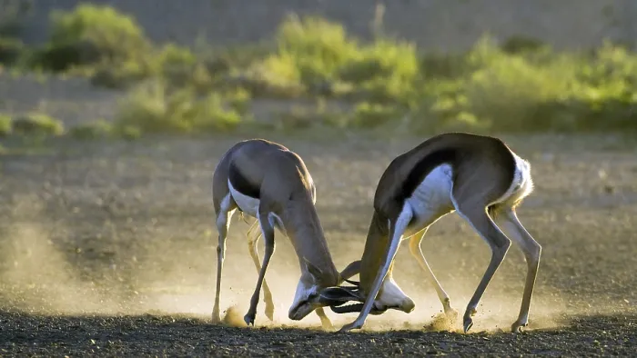 Framed Print : Springbok (Antidorcas marsupialis) shooting in first light Kalahari