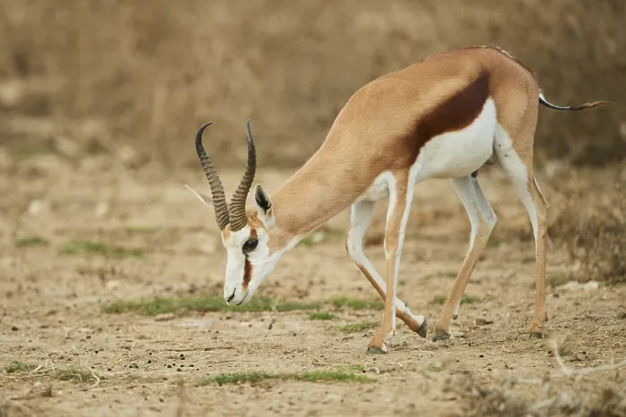 Framed Print : Springbok (Antidorcas marsupialis) standing in the dessert Framed Print : Springbok (Antidorcas marsupialis) standing in the dessert