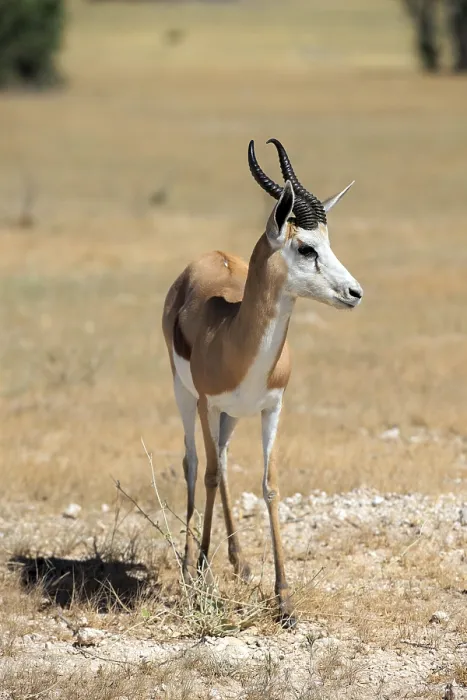 Framed Print : Springbok in Etosha National Park in Namibia Framed Print : Springbok in Etosha National Park in Namibia