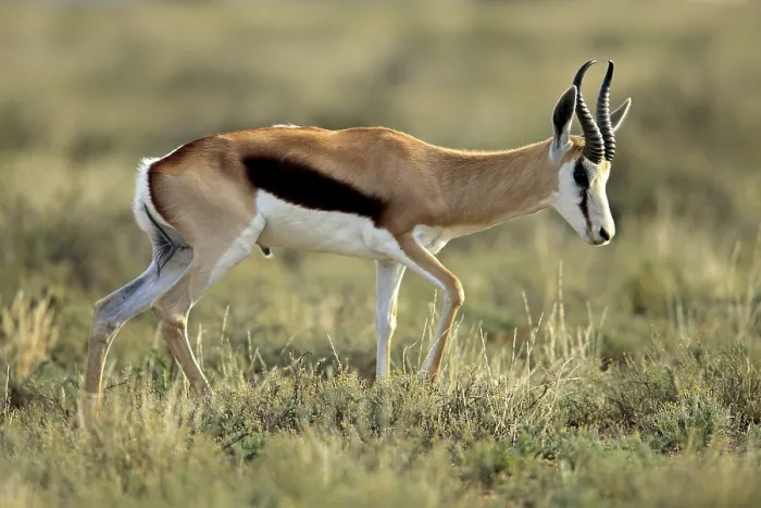 Framed Print : Springbok, male, Mountain Zebra National Park