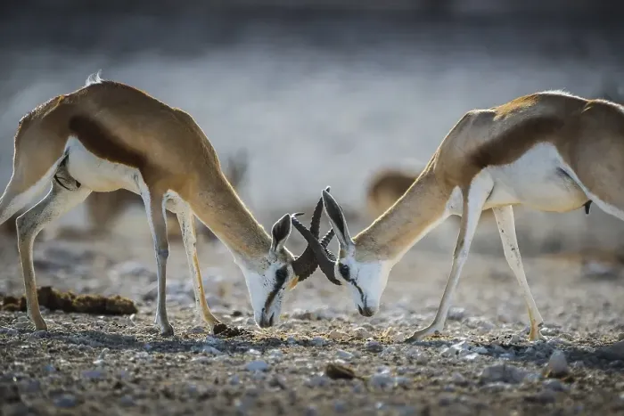 Framed Print : Springboks (Antidorcas marsupialis)