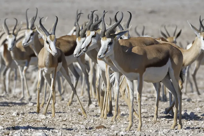 Framed Print : Springboks (Antidorcas marsupialis)