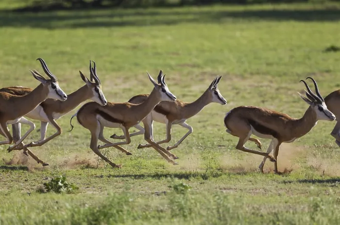 Framed Print : Springboks (Antidorcas marsupialis)