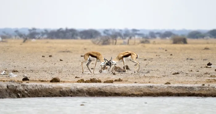 Framed Print : Springboks (Antidorcas marsupialis) two springboks fighting