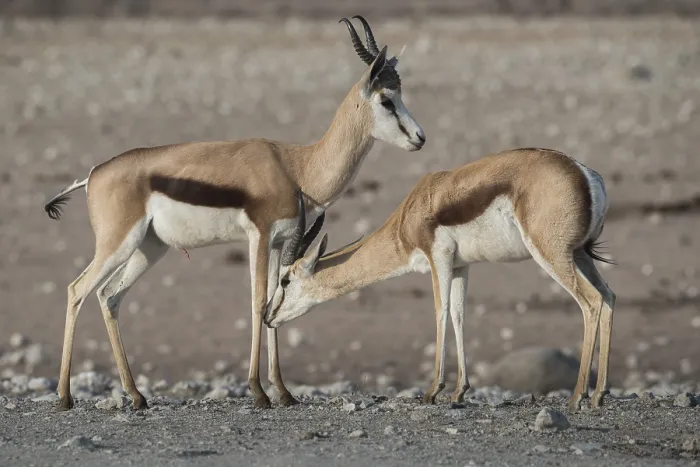 Framed Print : Springboks (Antidorcas marsupialis) at a waterhole