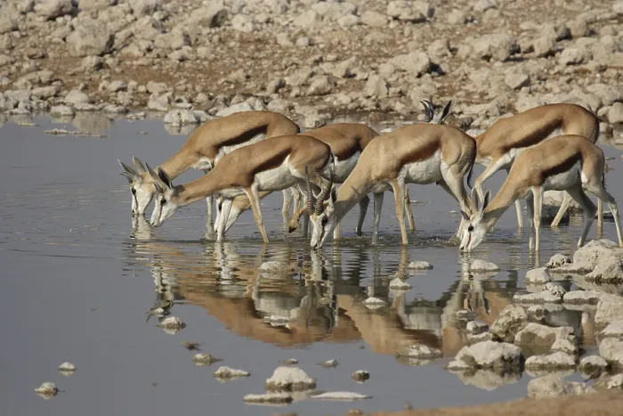 Framed Print : Springboks (Antidorcas marsupialis) at the waterhole in the Etosha National Park