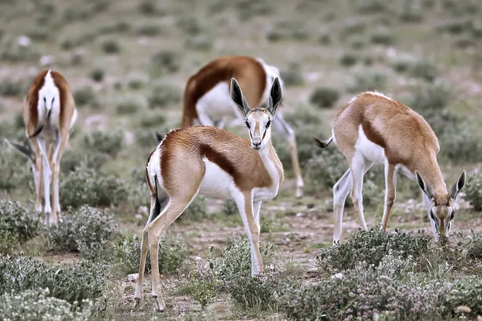 Framed Print : Springboks, Etosha NP, Namibia, Africa