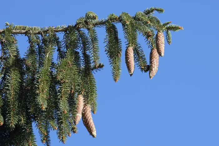 Framed Print : Spruce cones growing on a branch of tree