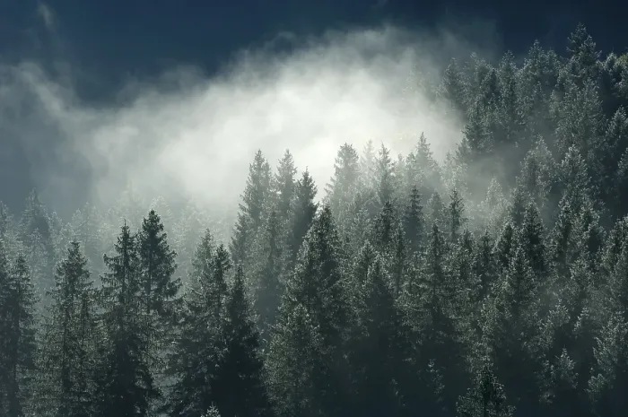 Framed Print : Spruce forest Framed Print : Spruce forest