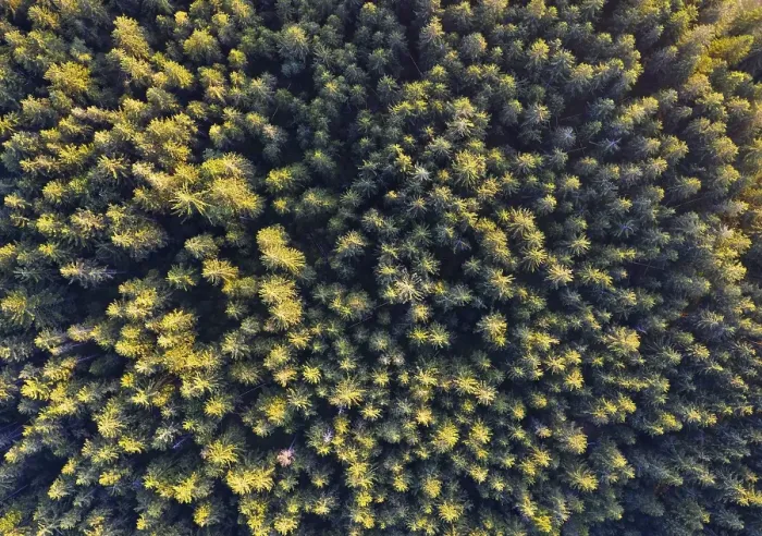 Framed Print : Spruce forest from above, drone photograph