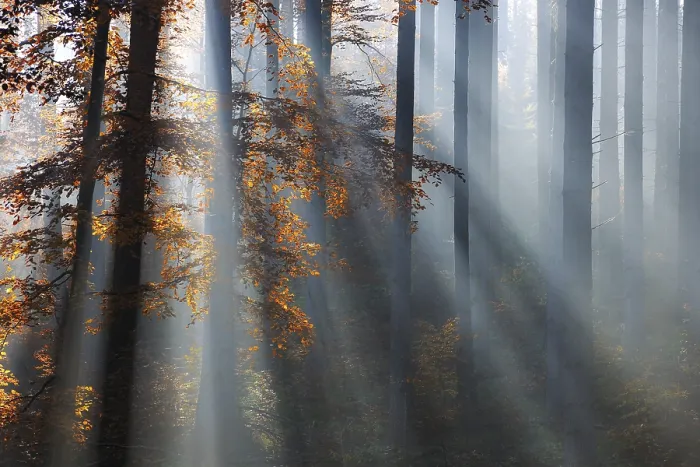 Framed Print : Spruce forest in autumn with fog Framed Print : Spruce forest in autumn with fog