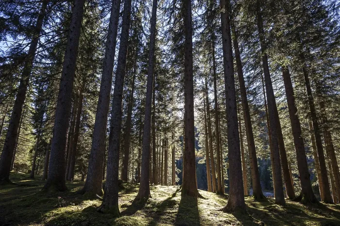 Framed Print : Spruce forest, backlit, in Tannheim Framed Print : Spruce forest, backlit, in Tannheim